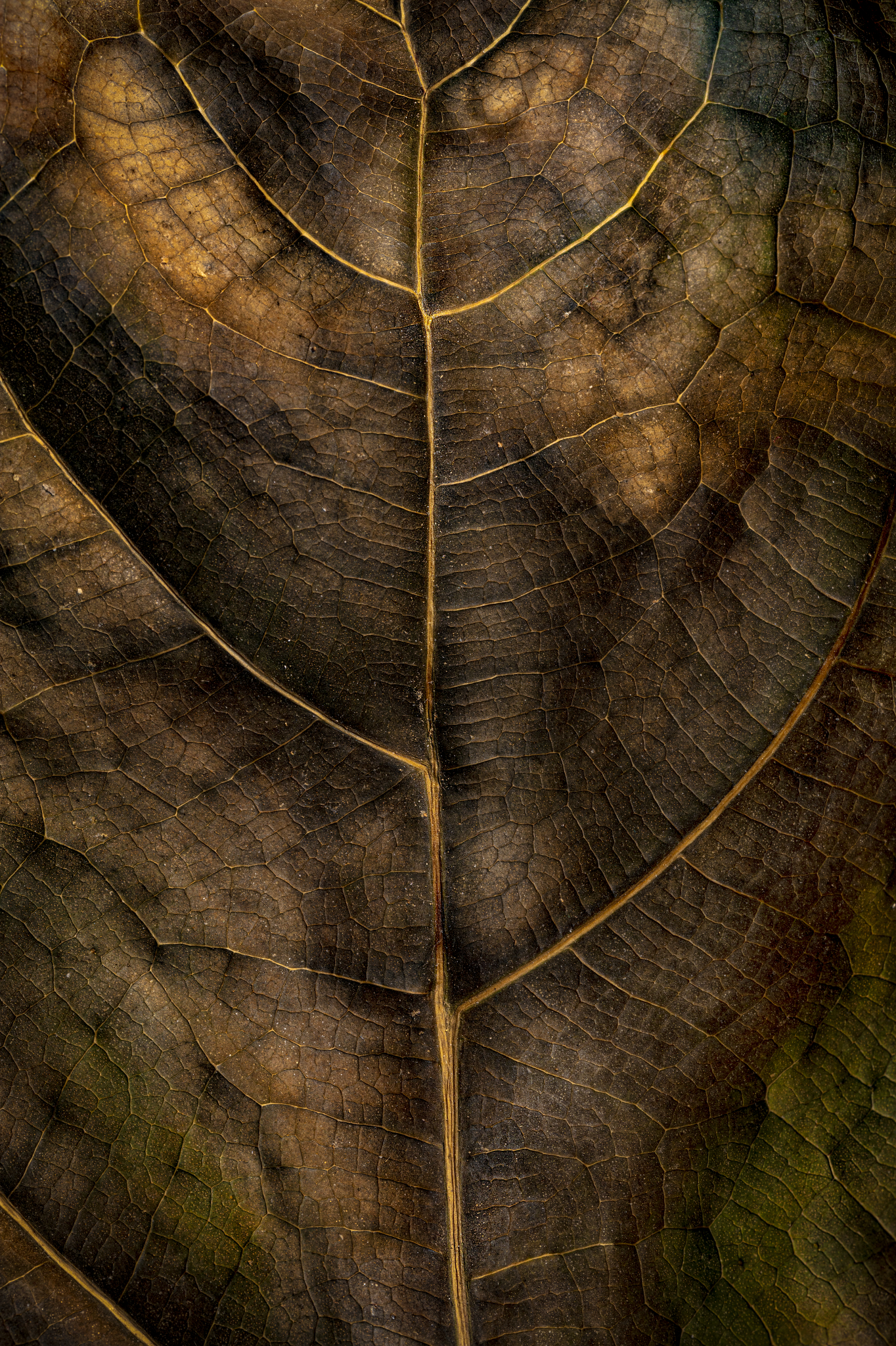 Botaniska prints